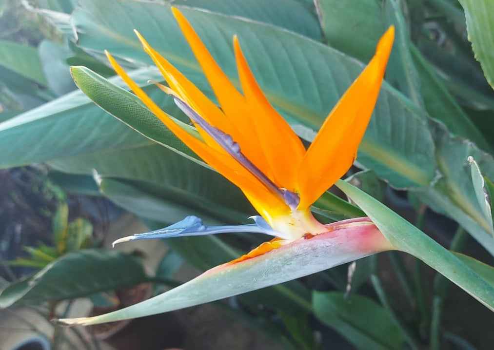 Bird of paradise 140cm indoor plant strelitzia Nicolai