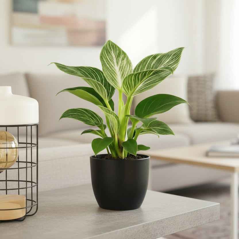 Philodendron bilkrin white 20cm-30cm