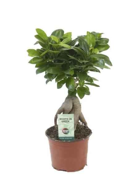 Ficus Microcarpa Ginseng Bonsai