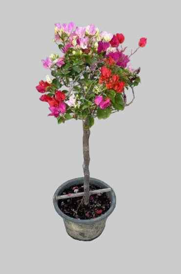 Bougainvillea Mixed Color - 60cm-80cm