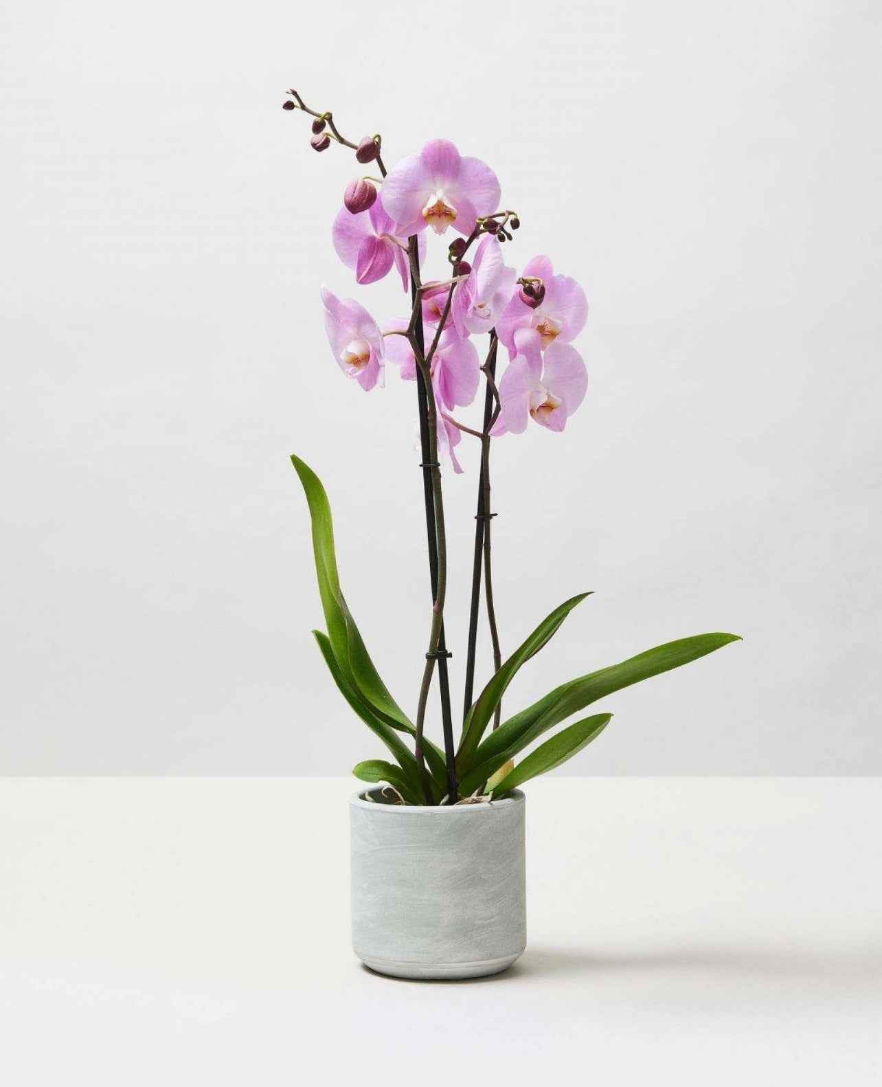Moth Orchids 40cm-50cm | Orchid | Phalaenopsis Orchids | Flowering indoor plant