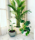 COMBO: 3 XL Indoor Plants in FiberClay Pot