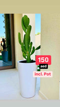 Opuntia Consolea in White Ceramic Pot / Cactus