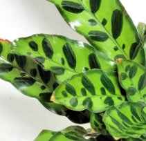 Calathea Lancifolia 40cm Indoor Plant