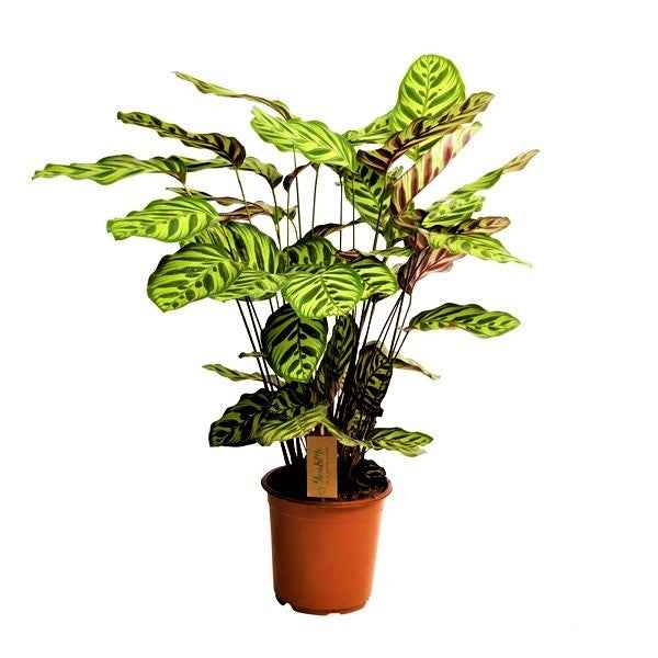 Calathea Makoyana, Cathedral Windows indoor plant