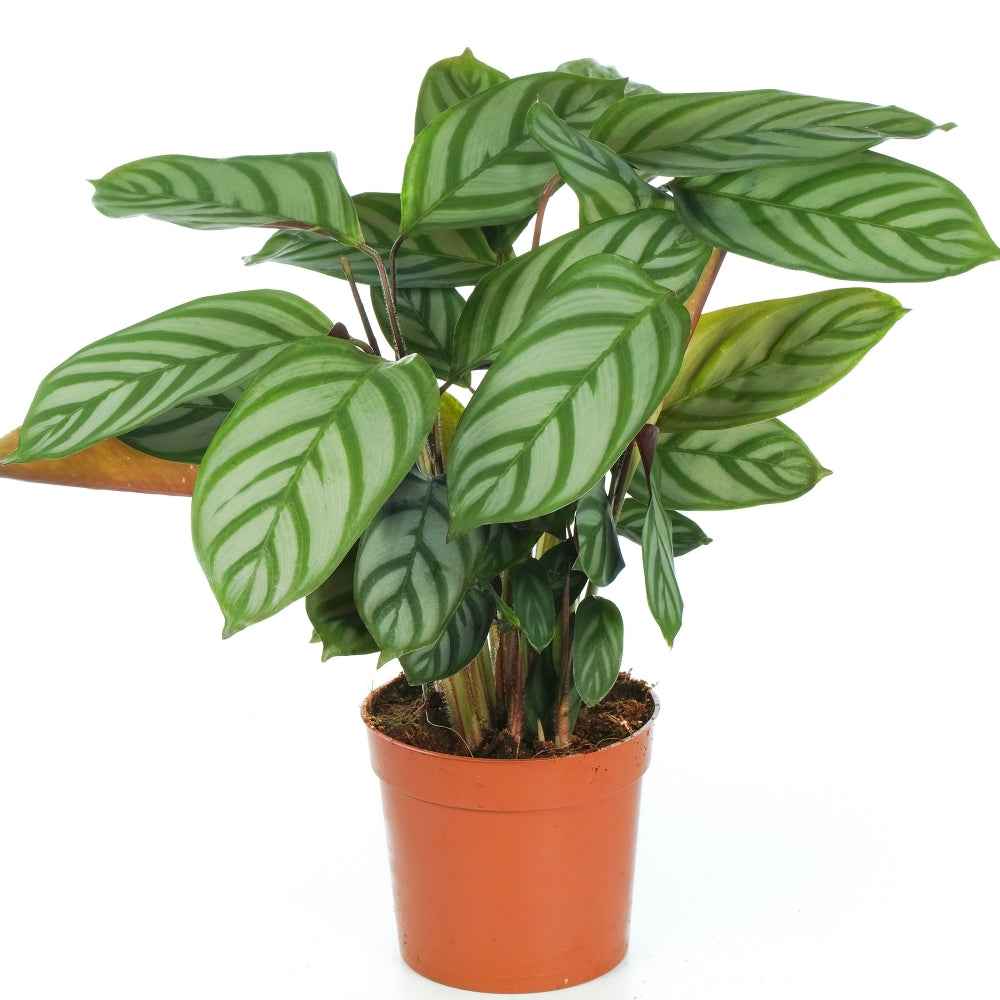 Calathea never never plant 30cm-40cm indoor plant