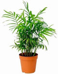 Chamaedorea Elegans Indoor Plant 25cm-30cm - Elegant Parlour Palm for Home Decor