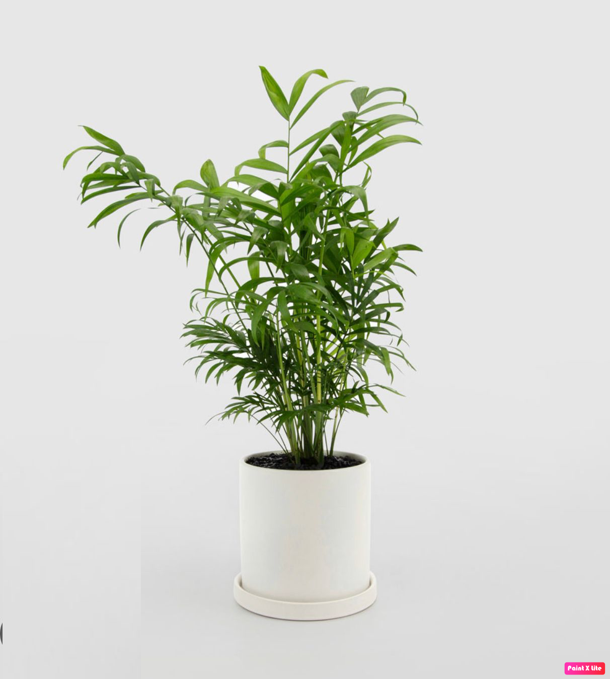 Chamaedorea Elegans Indoor Plant 25cm-30cm - Elegant Parlour Palm for Home Decor