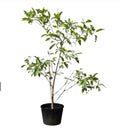 Chickoo 1.1mtr - 1.2 mtr