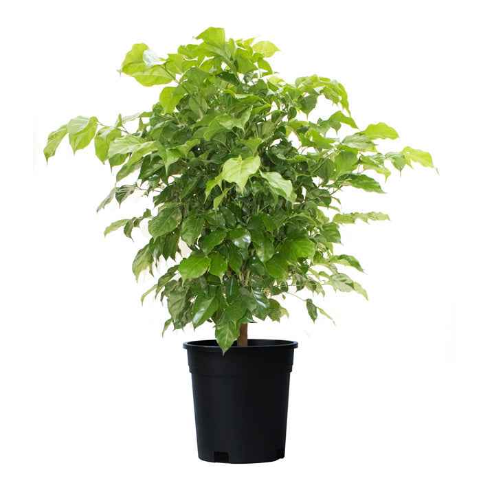 China Doll (Red Machera) indoor 60cm-70cm