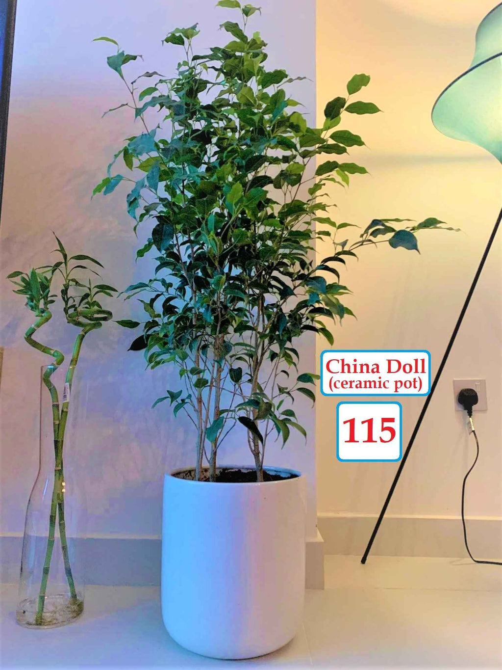China Doll indoor/CERAMIC pot 80cm