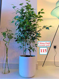 China Doll indoor/CERAMIC pot 80cm
