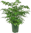 China Doll (Red Machera) indoor 60cm-70cm
