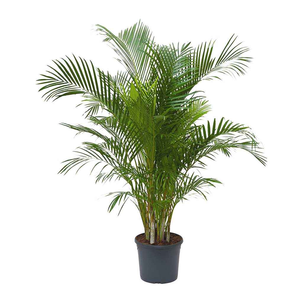 Areca Palm XXL 2.3mtr-2.5.mtr