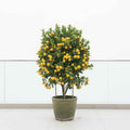 Citrus mitis or Chinese Orange Tree "1.3m-1.5m" البرتقال الصيني