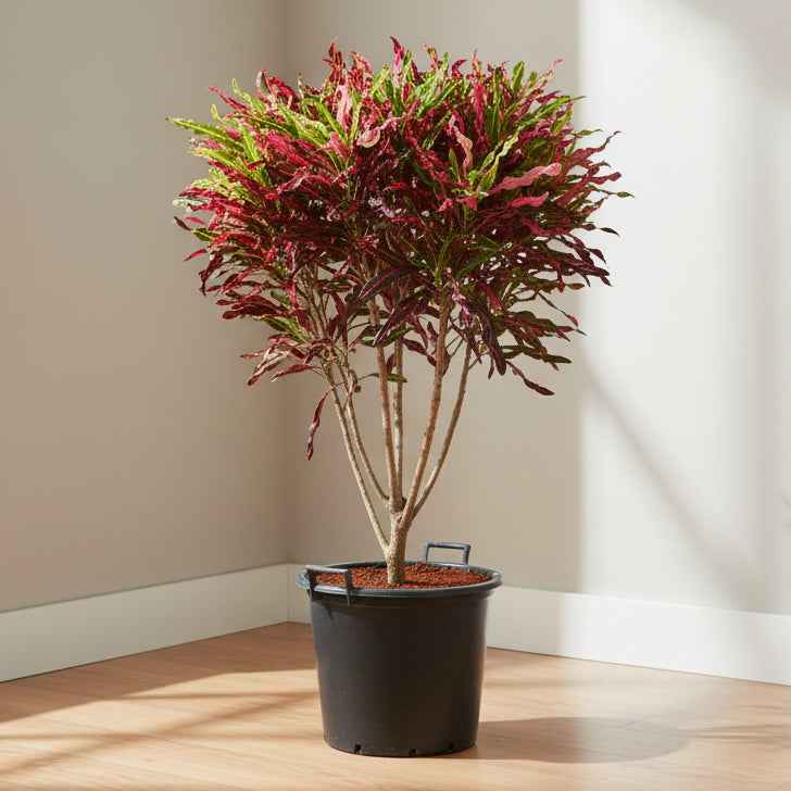 Colorburst Croton 1.2 mtr
