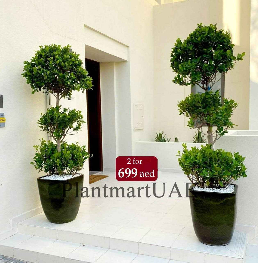 2pcs Potted COMBO Ficus Panda 3-head in CERAMIC pot | outdoor plant | Best Online Plant Shop | PlantMartUAE.com