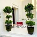 2pcs Potted COMBO Ficus Panda 3-head in CERAMIC pot | outdoor plant | Best Online Plant Shop | PlantMartUAE.com