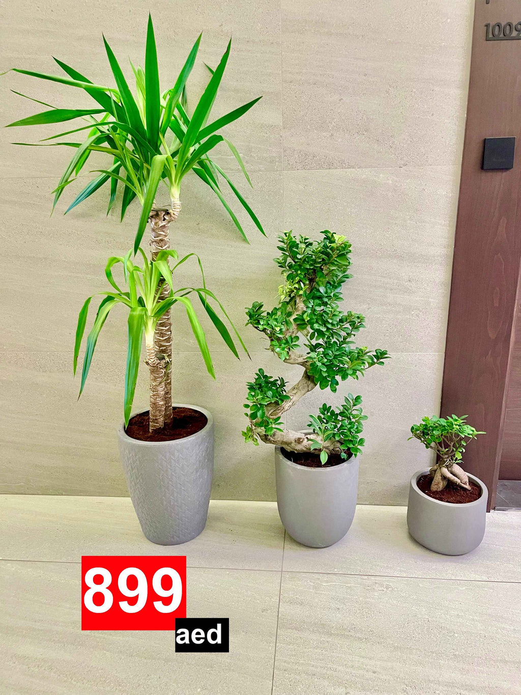 Combo: 3 Indoor Plants in FiberPots | Yucca | S-Shape ficus Bonsai | Bonsai