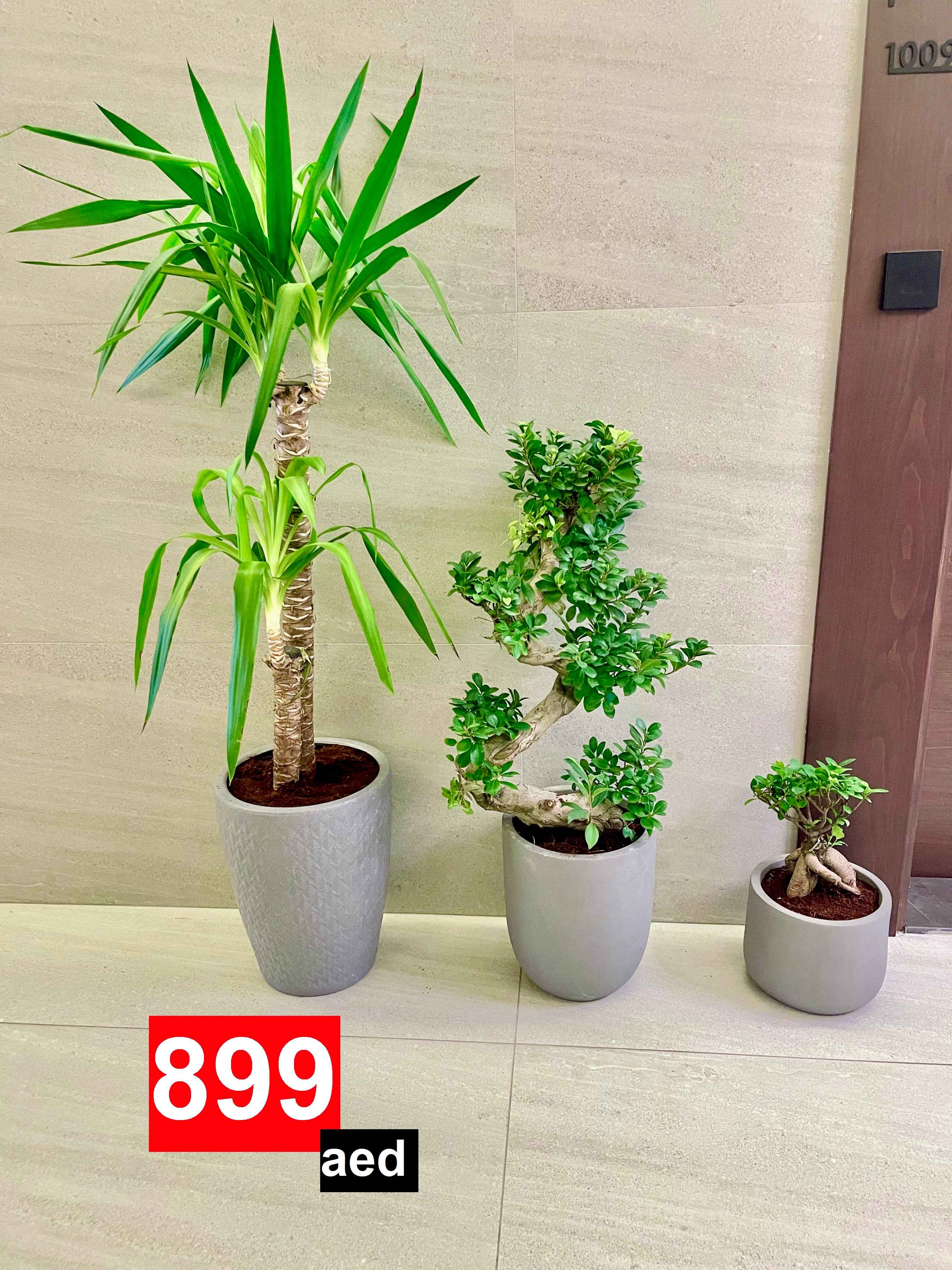 Combo: 3 Indoor Plants in FiberPots | Yucca | S-Shape ficus Bonsai | Bonsai