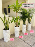 Combo Offer: 4 Large indoor plants/CERAMIC pots
