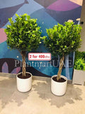 2pcs Twisted Ficus Panda Plant 150cm in Ceramic Pot - Retusa Outdoor Plant