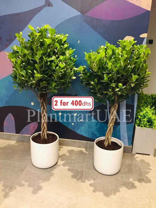 2pcs Twisted Ficus Panda Plant 150cm in Ceramic Pot - Retusa Outdoor Plant