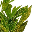 Croton gold star 30cm-40cm/CERAMIC pot, Codiaeum Variegated Gold Dust