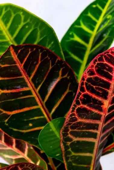 Potted Croton 30cm-40cm in CERAMIC POT indoor  plant