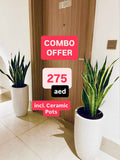POTTED Combo: 2pcs LARGE Sansevieria/Snake Plant-Ceramic Pot