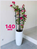 Potted Bougainvillea 1.3mtr overall in CERAMIC Pot