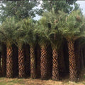 Date Palm in UAE: Buy Date palm tree in Dubai