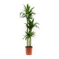 Dracaena Janet Craig 100cm-120cm | indoor plant | Dracaena Fragrans | Best Online Plant Shop | PlantMartUAE.com - PlantmartAE