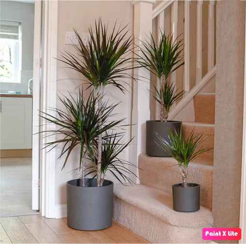 Dracaena Marginata 2pps 80cm - 100cm | indoor plant | Crimson Dragon Tree | Best Online Plant Shop | PlantMartUAE.com