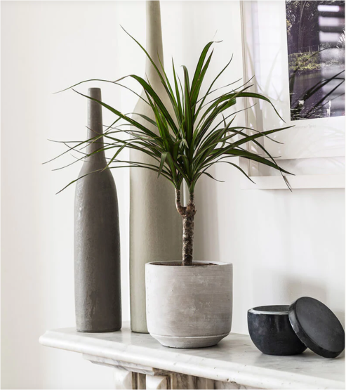 Dracaena Marginata 2pps 80cm - 100cm | indoor plant | Crimson Dragon Tree | Best Online Plant Shop | PlantMartUAE.com