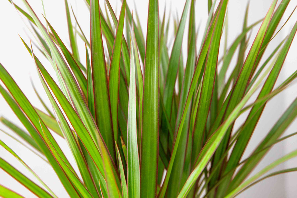 Close-up of Dracaena marginata long green leaves with red edges, indoor houseplant