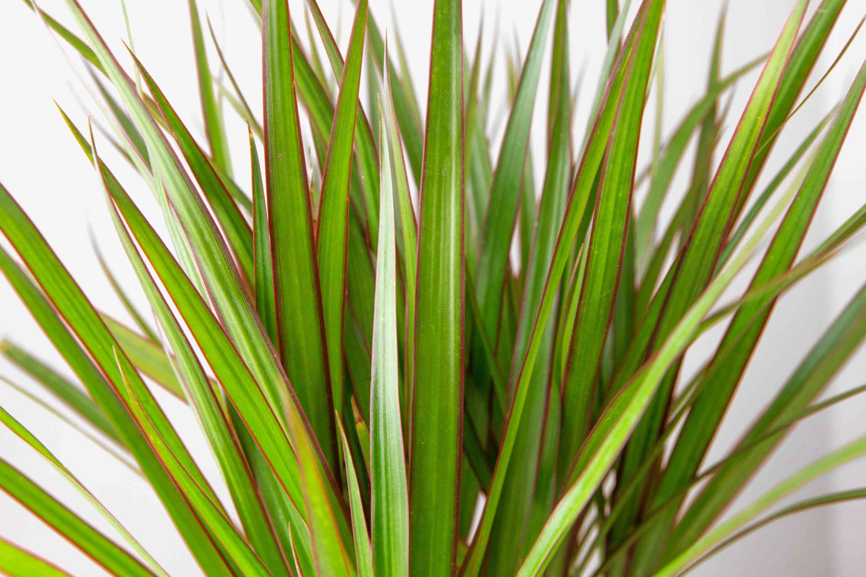 Close-up of Dracaena marginata long green leaves with red edges, indoor houseplant
