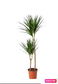 Dracaena Marginata 2pps 80cm - 100cm | indoor plant | Crimson Dragon Tree | Best Online Plant Shop | PlantMartUAE.com