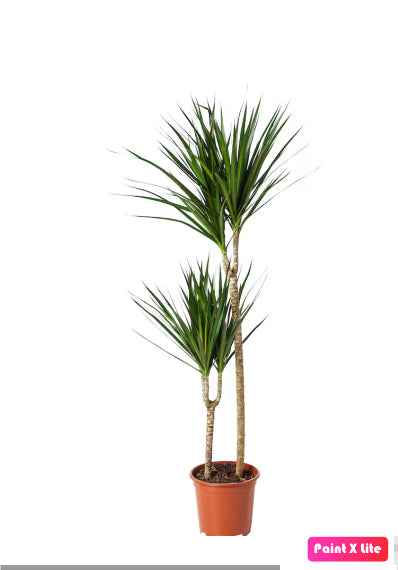 Dracaena Marginata 2pps 80cm - 100cm | indoor plant | Crimson Dragon Tree | Best Online Plant Shop | PlantMartUAE.com