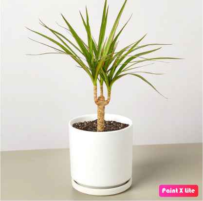 Dracaena Marginata 2pps 80cm - 100cm | indoor plant | Crimson Dragon Tree | Best Online Plant Shop | PlantMartUAE.com