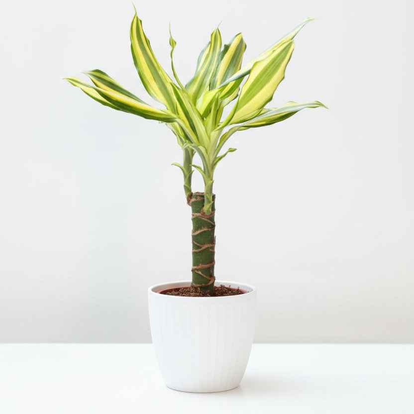 Dracaena Yellow Coast Small