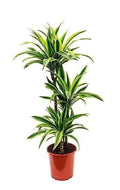 Dracaena Lemon Lime Plant 110cm-120cm | Dracaena Fragrans Indoor Plant