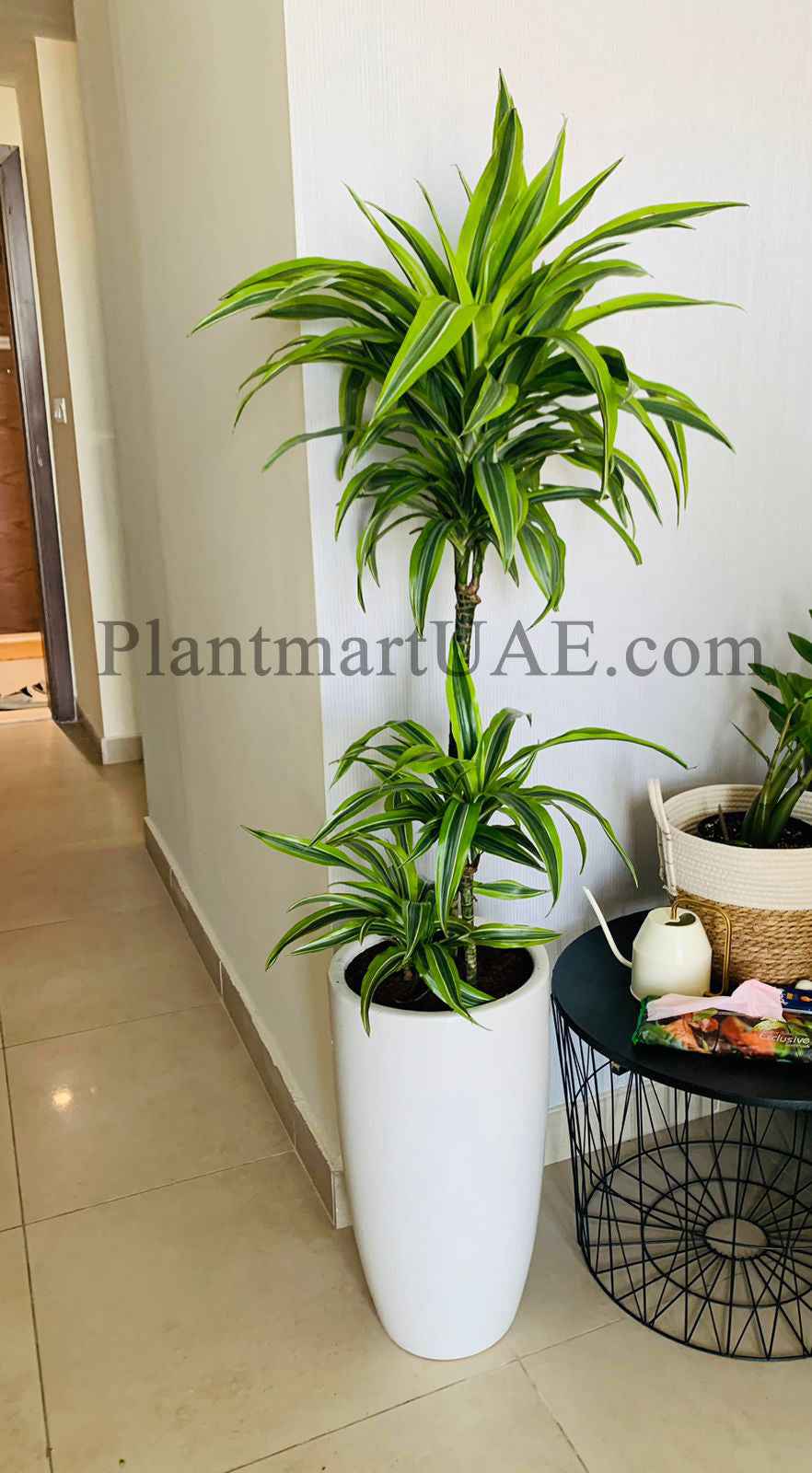 Dracaena Lemon Lime Plant 110cm-120cm | Dracaena Fragrans Indoor Plant