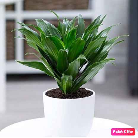Dracaena Compacta Indoor Plant - 25cm Perfect for Your Home
