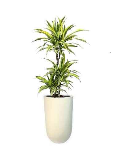 Potted Dracaena Lemon Lime 3pp in CERAMIC pot