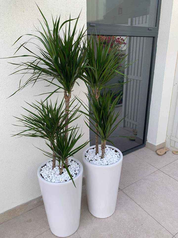 Dracaena Marginata 2pps 80cm - 100cm | indoor plant | Crimson Dragon Tree | Best Online Plant Shop | PlantMartUAE.com