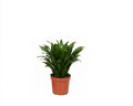 Dracaena Compacta Indoor Plant - 25cm Perfect for Your Home