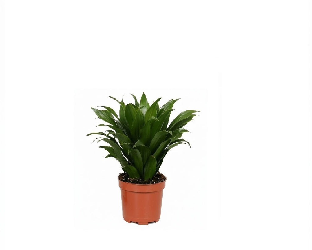 Dracaena Compacta Indoor Plant - 25cm Perfect for Your Home