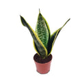 Snake Plant Mini 20cm-25cm - Sansevieria Indoor Plant for Home Décor