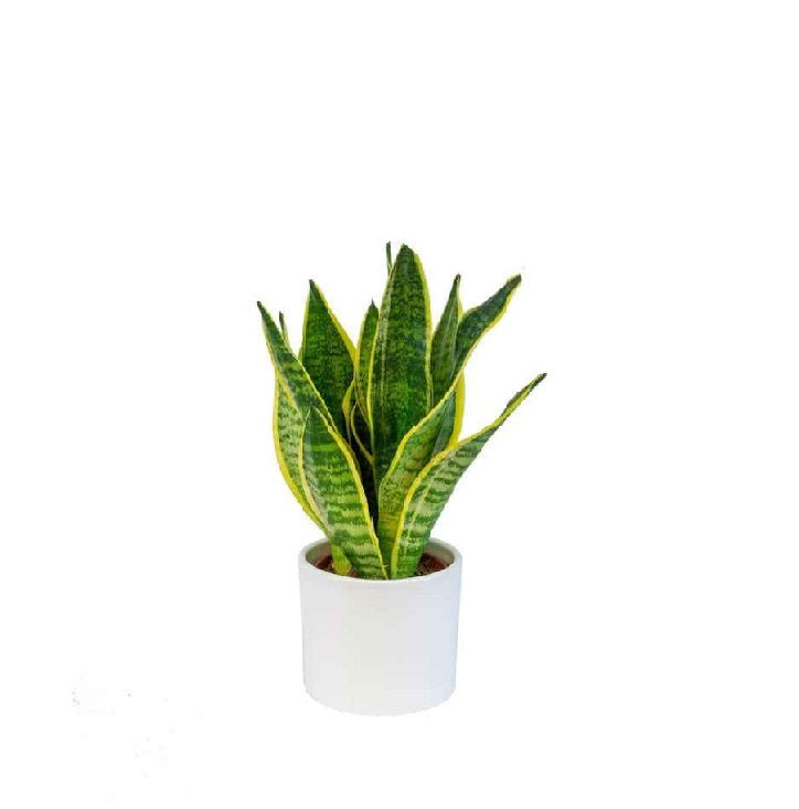 Snake Plant Mini 20cm-25cm - Sansevieria Indoor Plant for Home Décor